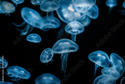 jellyfish