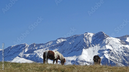 Ponys in den Bergen