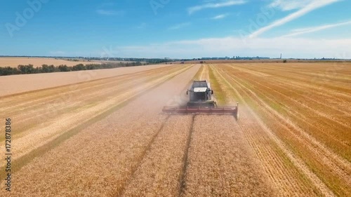Aerial drone shot of a modern combine harvester working day in a big wheat field. Harvesting.