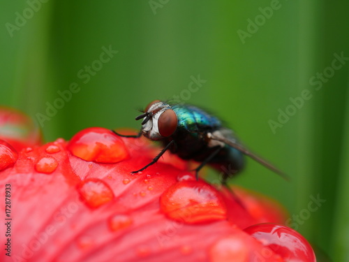 schmeißfliege auf roter mohnblüte und regentropfen © Karl