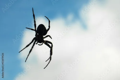Obraz spider shape hanging in the air in blue sky and white clouds background