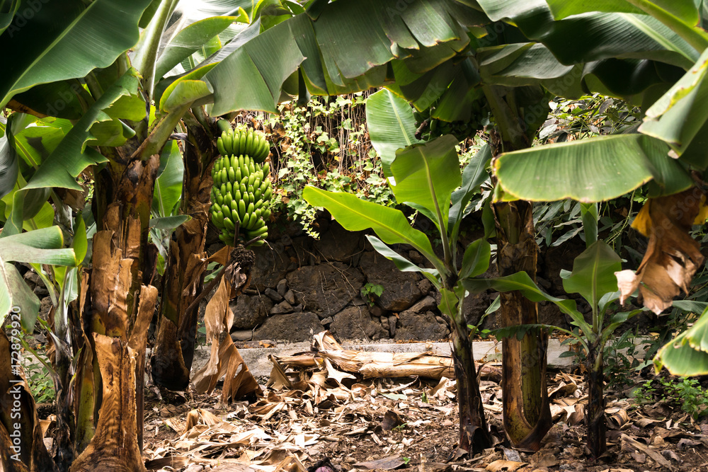 exotic banana plantation in Tenerife, Canary Islands