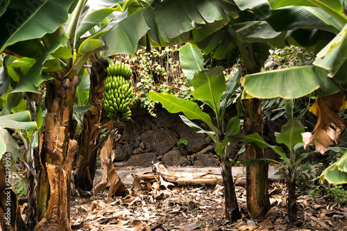 Obraz na płótnie exotic banana plantation in Tenerife, Canary Islands w salonie