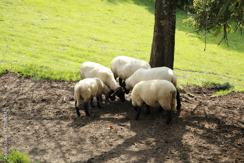 Gruppe Schafe auf der Weide photo