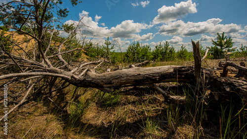 Fototapeta Naklejka Na Ścianę i Meble -  fallen dry tree in a pine forest.