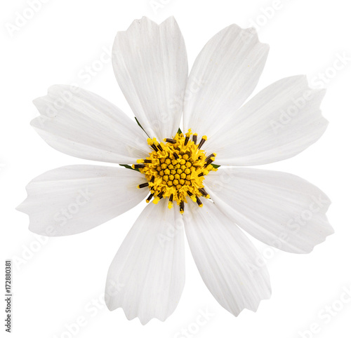 White daisy flower isolated on white background