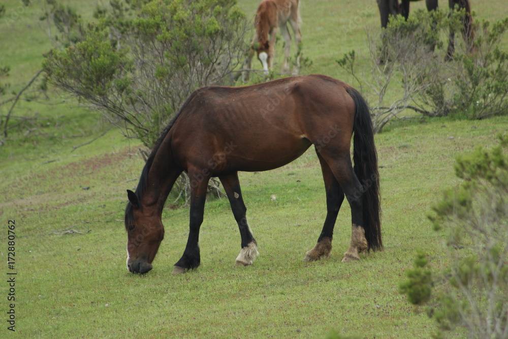 Obraz premium KOŃ NA WZGÓRZE 1