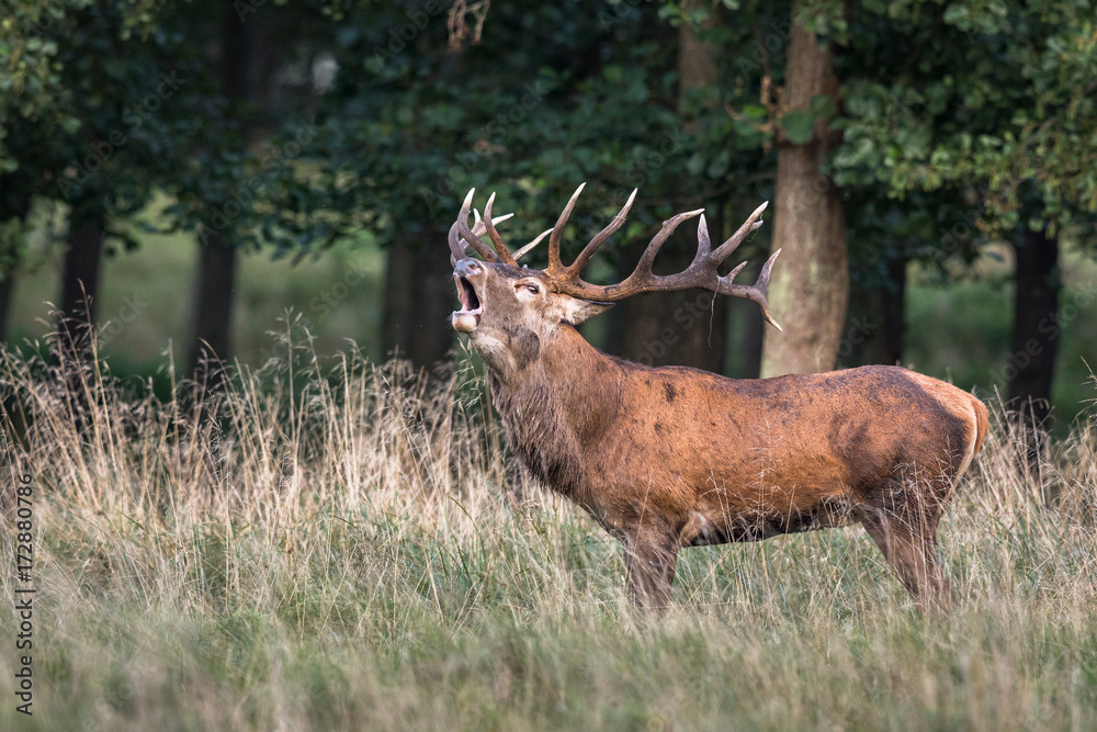 Red deer, Cervis elaphus, roaring in runting season, september Red deer, Cervis elaphus, roaring in runting season, september