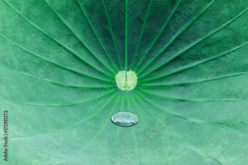 close up of water drop on green lotus leaf