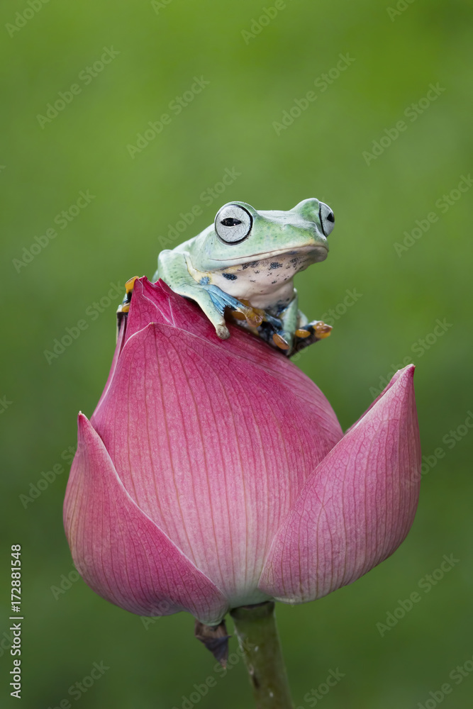 Obraz premium Tree frog, flying frog, Indonesia
