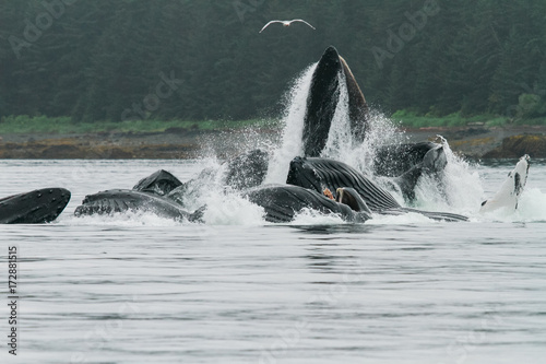 Humpback whales bubble net feeding in Alaska