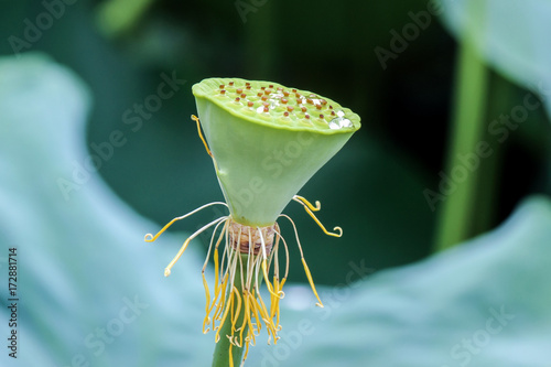 close up of green lotus plant seed pod photo