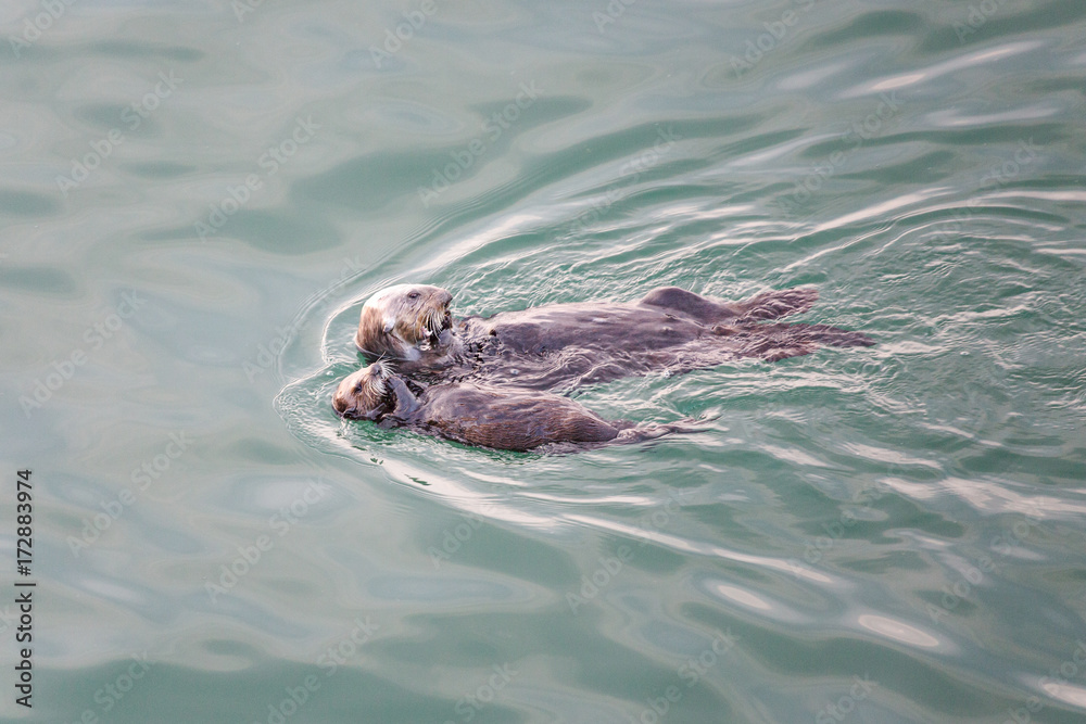 Sea otter mother and pup feeding on mussels in the Pacific Ocean Sea otter mother and pup feeding on mussels in the Pacific Ocean