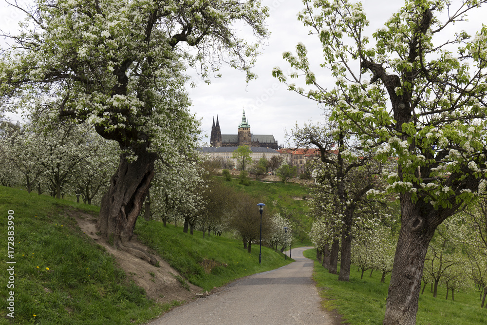 Spring Prague City with gothic Castle and the green Nature and flowering Trees, Czech Republic