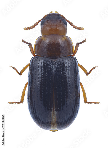 Beetle Neomida haemorrhoidalis on a white background