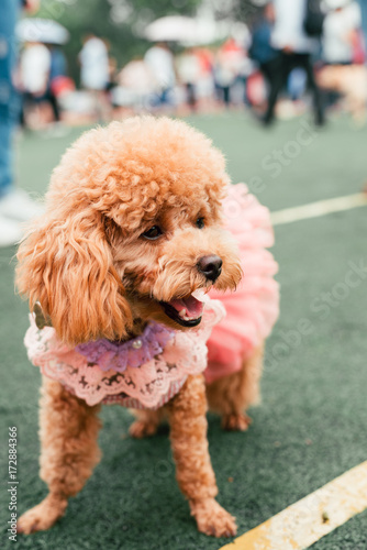 Poodle dog wearing pink skirt photo