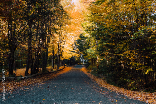 country road in the fall photo