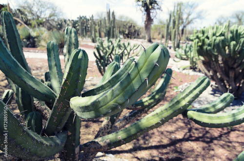 Cactus paradise photo