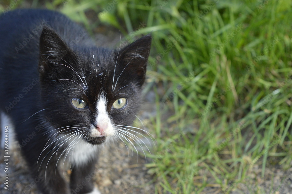 Young black cat with white mink and white socks