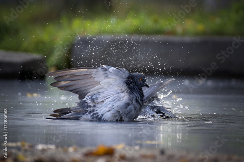 Pigeons bathe in the pond. Splashes, drops of water. The summer heat photo
