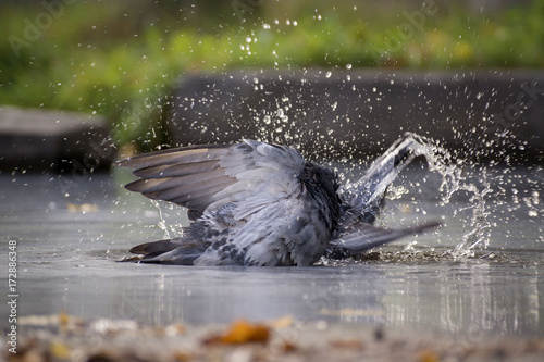 Pigeons bathe in the pond. Splashes, drops of water. The summer heat photo