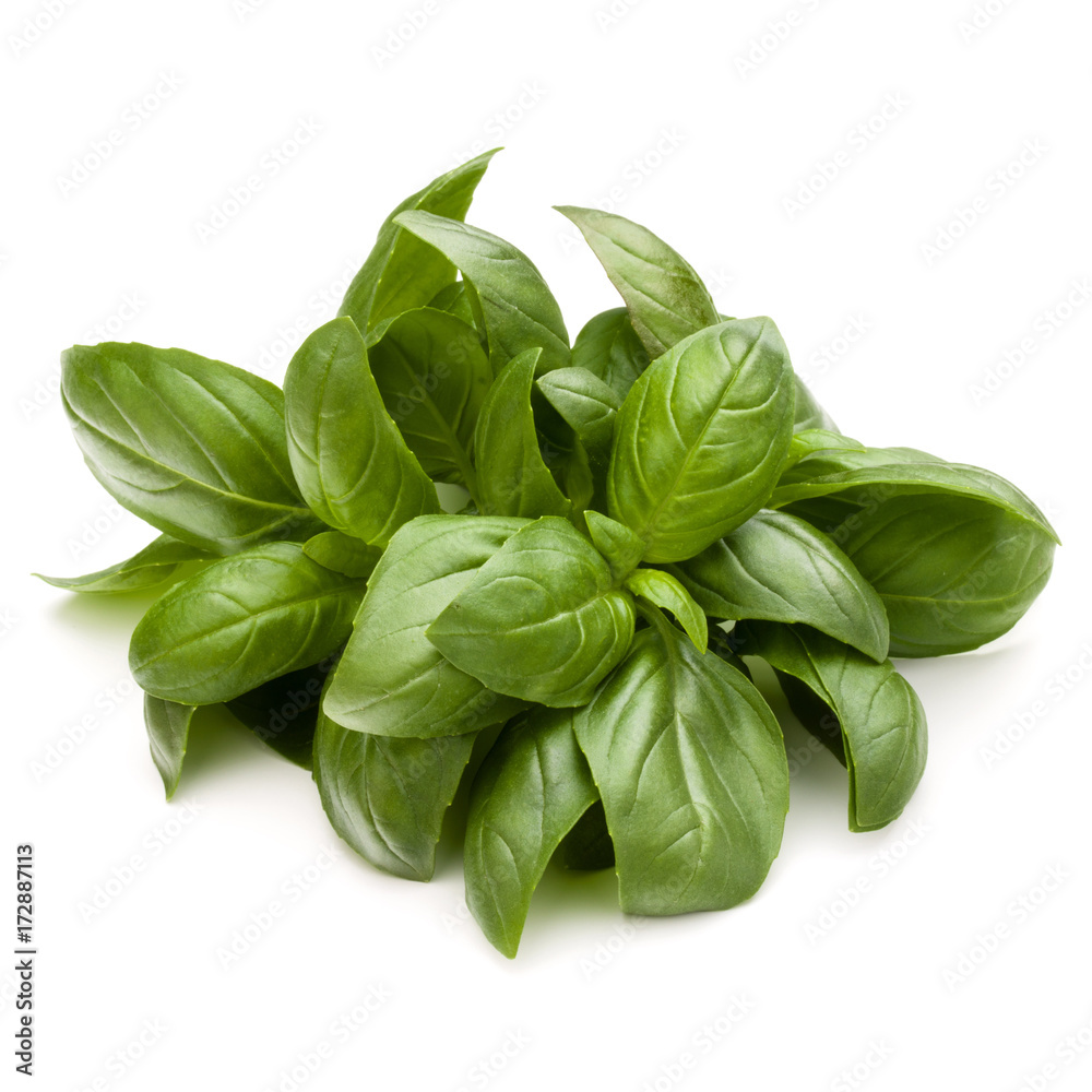 Sweet basil herb leaves bunch isolated on white background Sweet basil herb leaves bunch isolated on white background