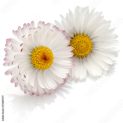 Beautiful daisy flowers isolated on white background cutout © Natika