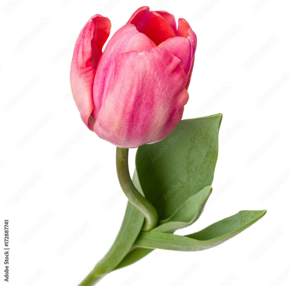 Fototapeta premium one pink tulip flower isolated on white background