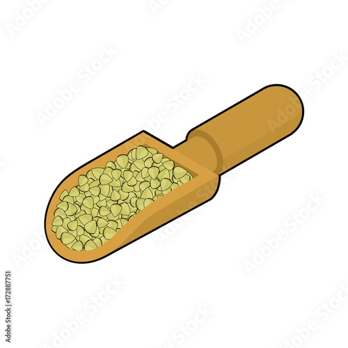 Raw buckwheat in wooden scoop isolated. Groats in wood shovel. Grain on white background. Vector illustration