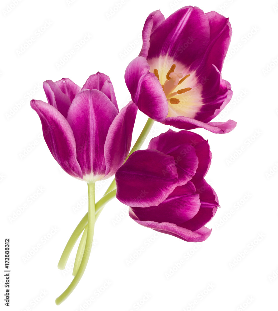 Three lilac tulip flowers isolated on white background cutout Three lilac tulip flowers isolated on white background cutout
