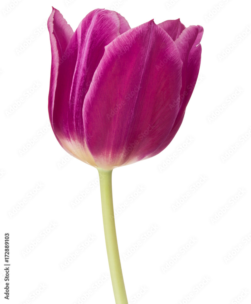 lilac tulip flower head isolated on white background
