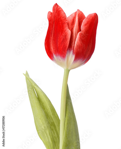 Fototapeta Naklejka Na Ścianę i Meble -  red tulip flower head isolated on white background