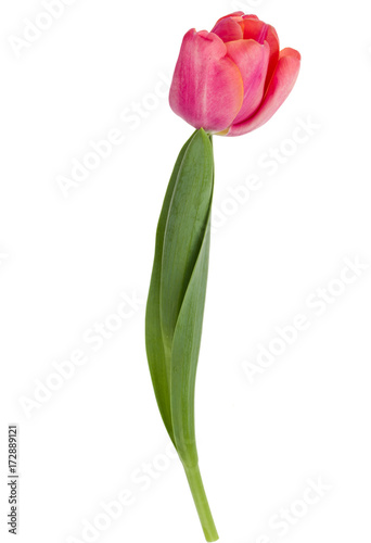 Fototapeta Naklejka Na Ścianę i Meble -  one pink tulip flower isolated on white background