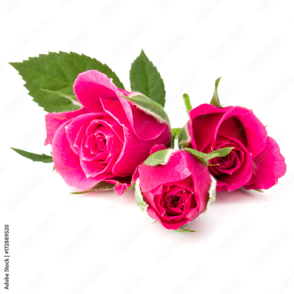 pink rose flower head isolated on white background cutout pink rose flower head isolated on white background cutout