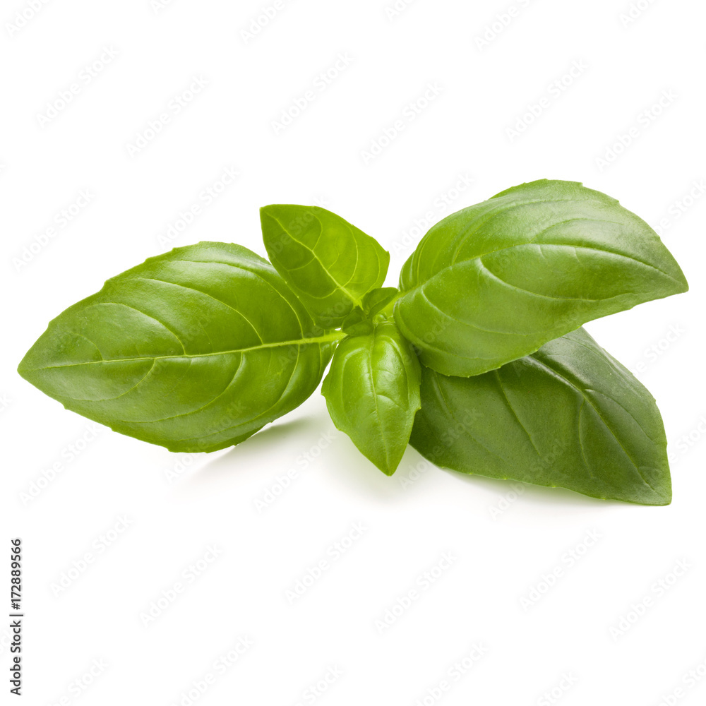 Sweet basil herb leaves isolated on white background closeup Sweet basil herb leaves isolated on white background closeup