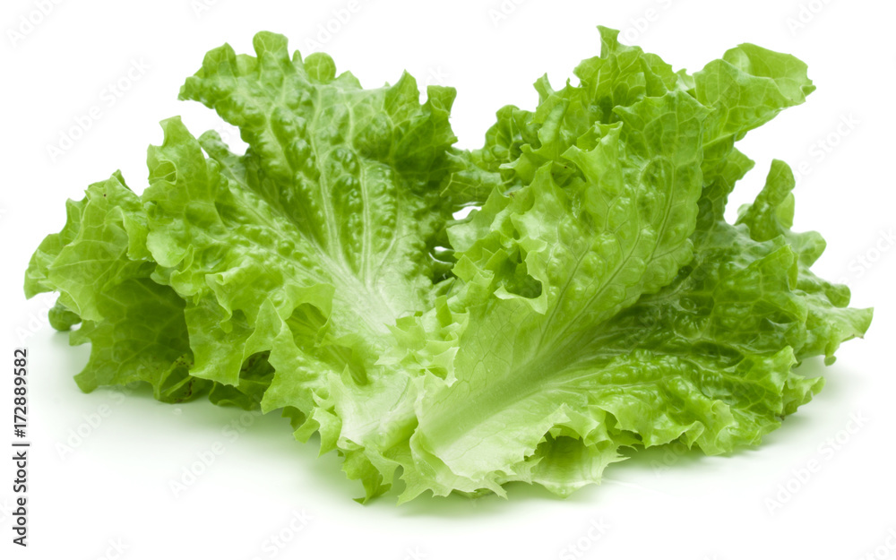 fresh green lettuce salad leaves isolated on white background fresh green lettuce salad leaves isolated on white background