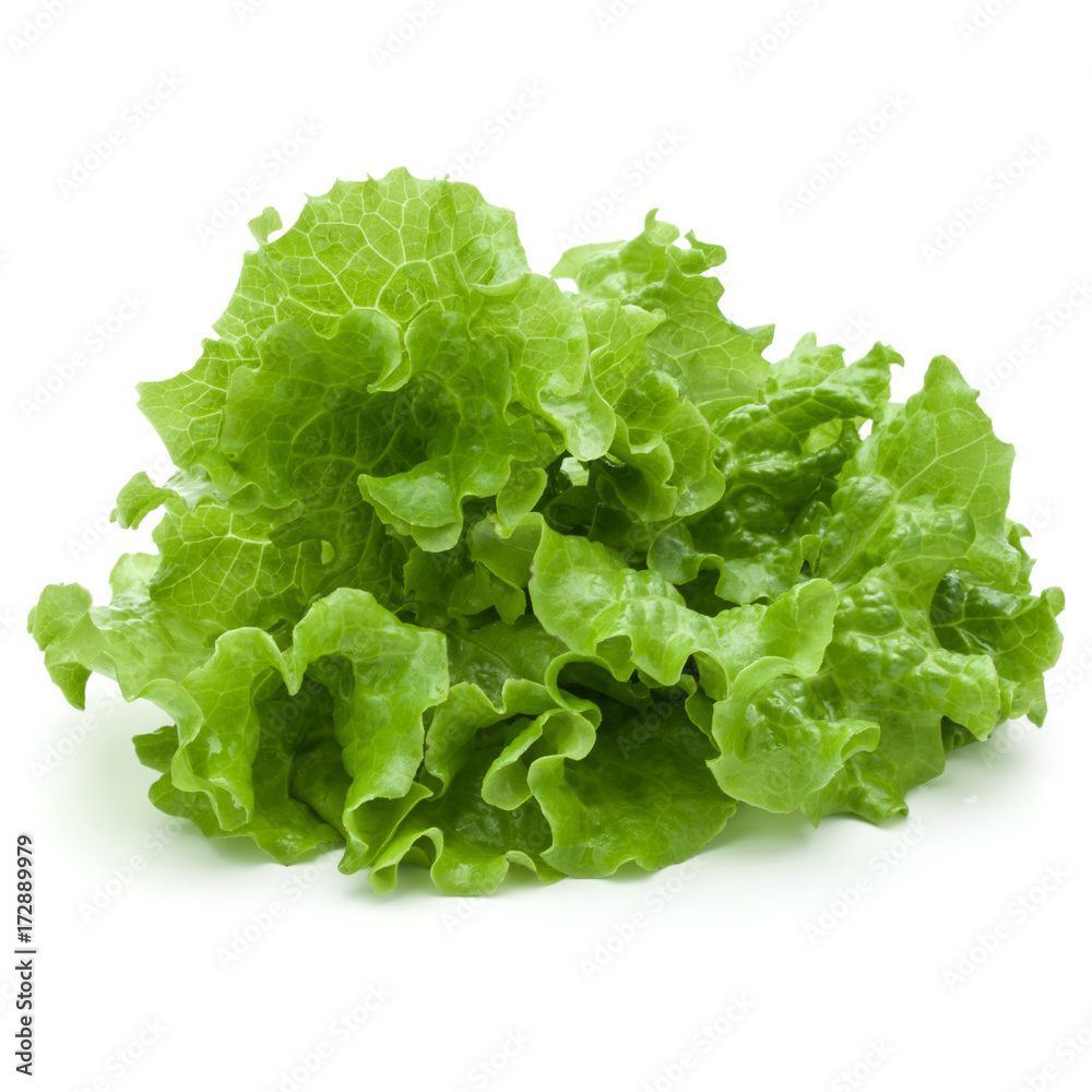 fresh green lettuce salad leaves isolated on white background