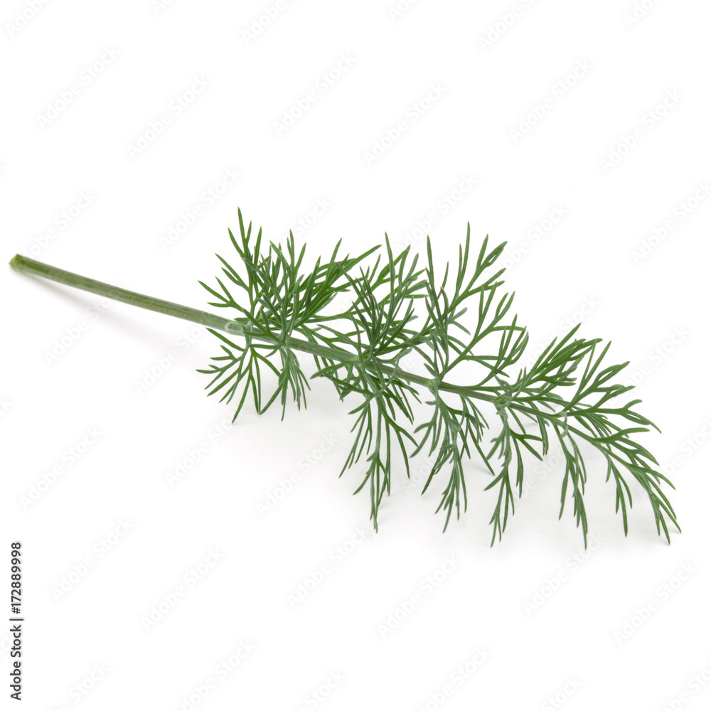 Close up shot of branch of fresh green dill herb leaves isolated on white background Close up shot of branch of fresh green dill herb leaves isolated on white background