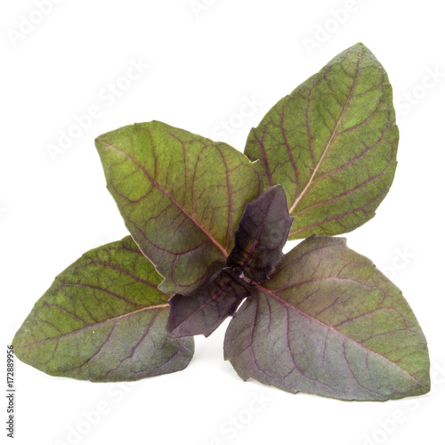 Close up studio shot of fresh red basil herb leaves isolated on white background. Purple Dark Opal Basil.