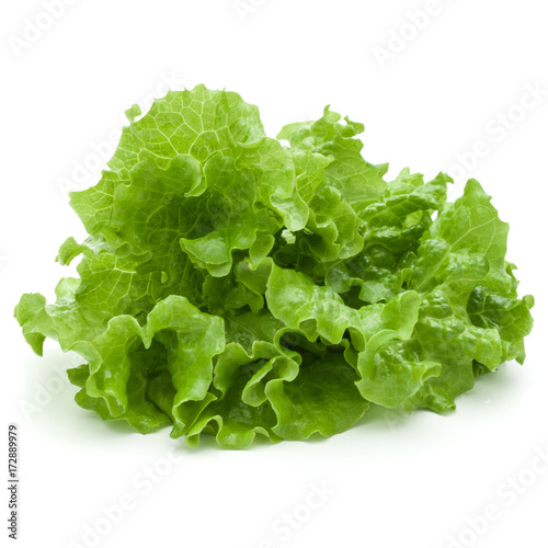 fresh green lettuce salad leaves isolated on white background