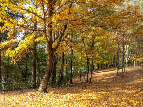 Pathway through autumn leaf trees