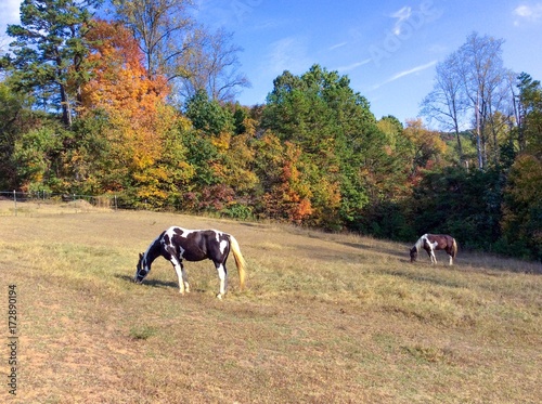 Horses in autumn pasture © John