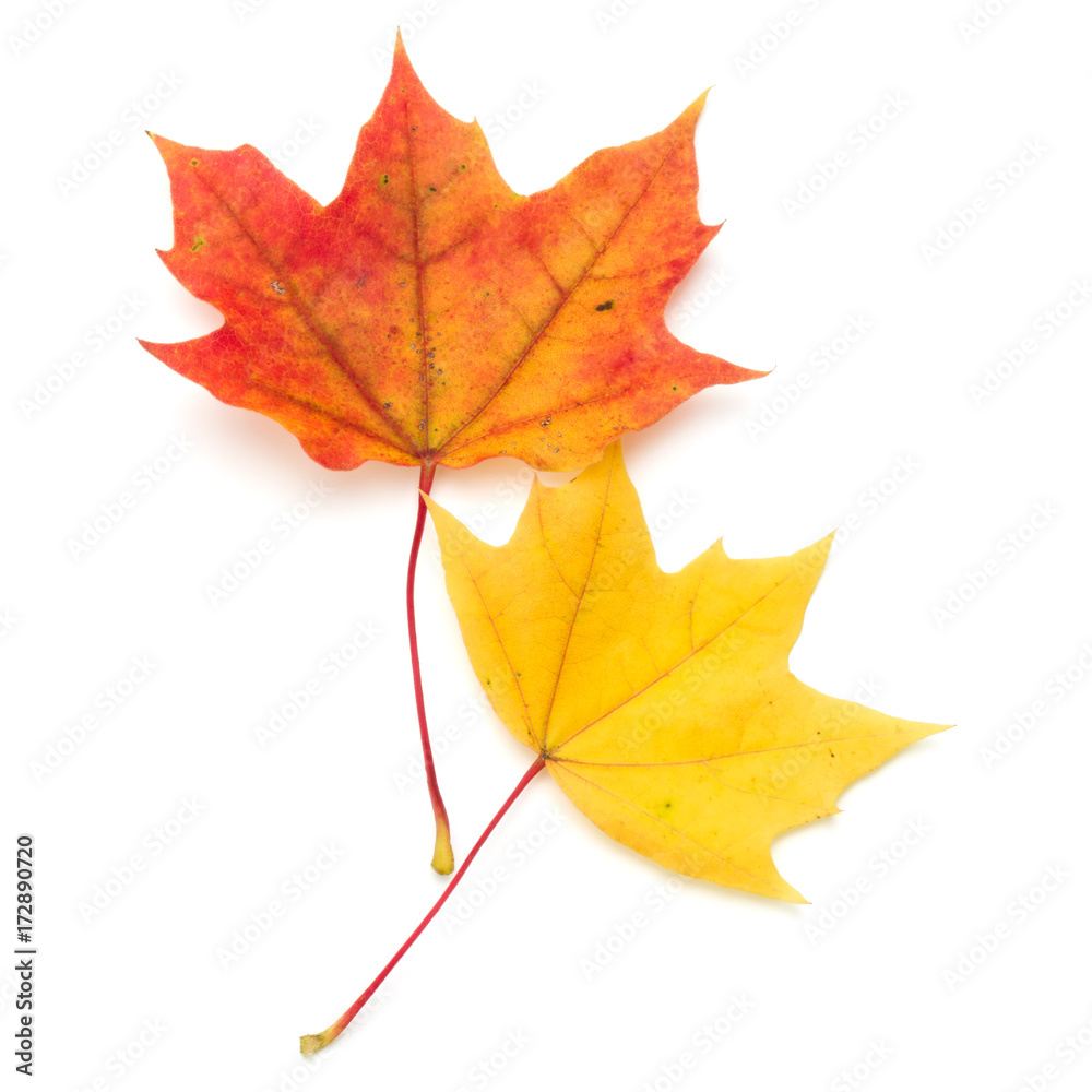 colorful autumn maple leaf isolated on white colorful autumn maple leaf isolated on white