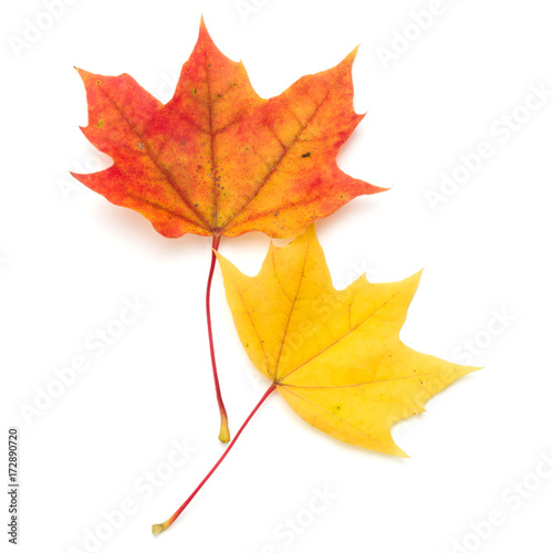 colorful autumn maple leaf isolated on white