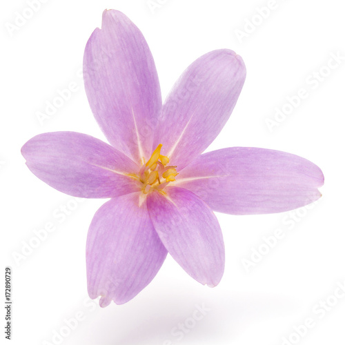 lilac crocus flowers isolated on white background