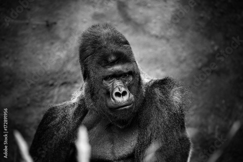 Black and white portrait of male gorilla