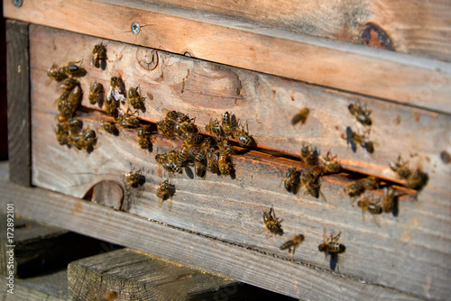 bees arrive in beehive photo