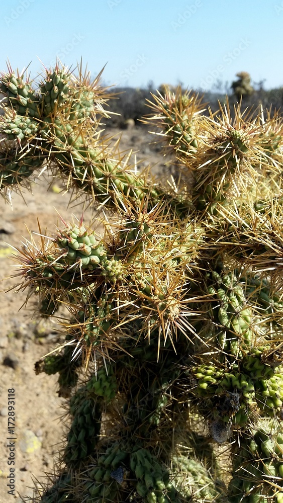 Naklejka premium Cholla