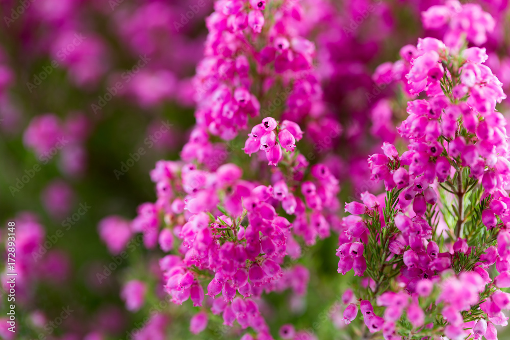 Plant erica gracilis. Plant erica gracilis.