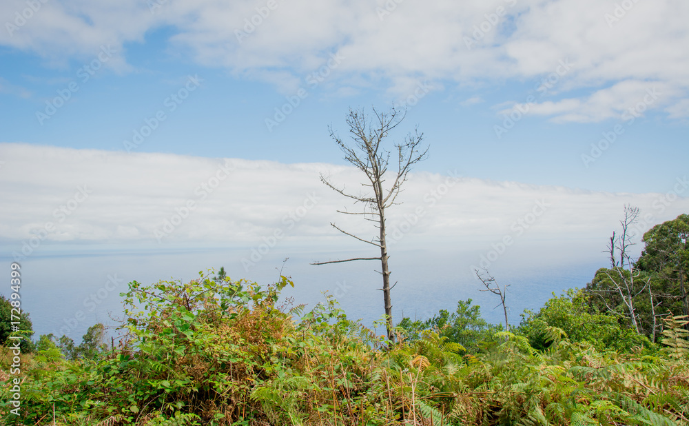 Einsamer abgestorbener Baum zwischen lebendigen Pflanzen Meer im hintergrund